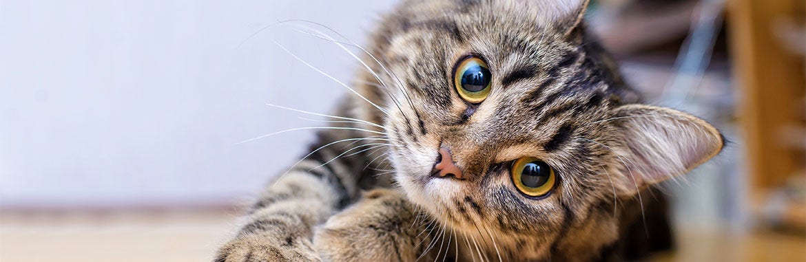 Los productos que necesita para consentir a su gato