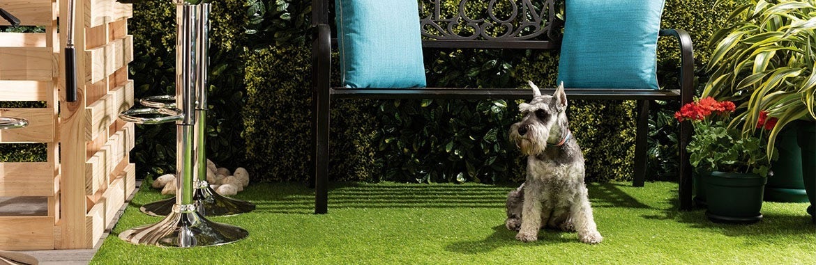 Practical tips for pet well-being at home | EPA Hardware Store ...