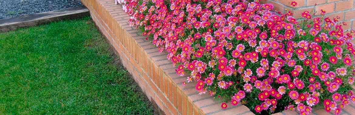 Una nueva apariencia para su jardín