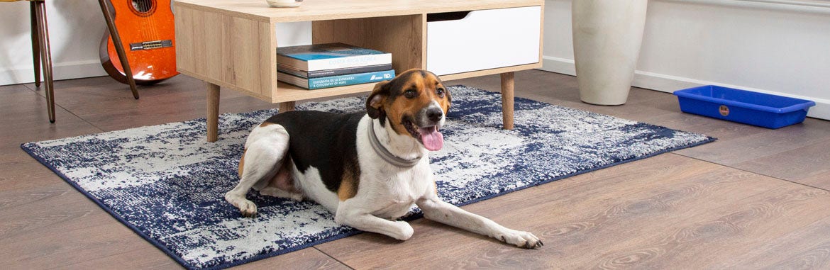 Pamper your dog | EPA Hardware Store – Ferretería EPA