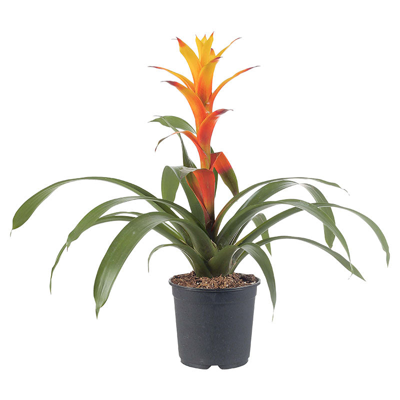 Bromelia grande (Únicamente para retiro en tienda)