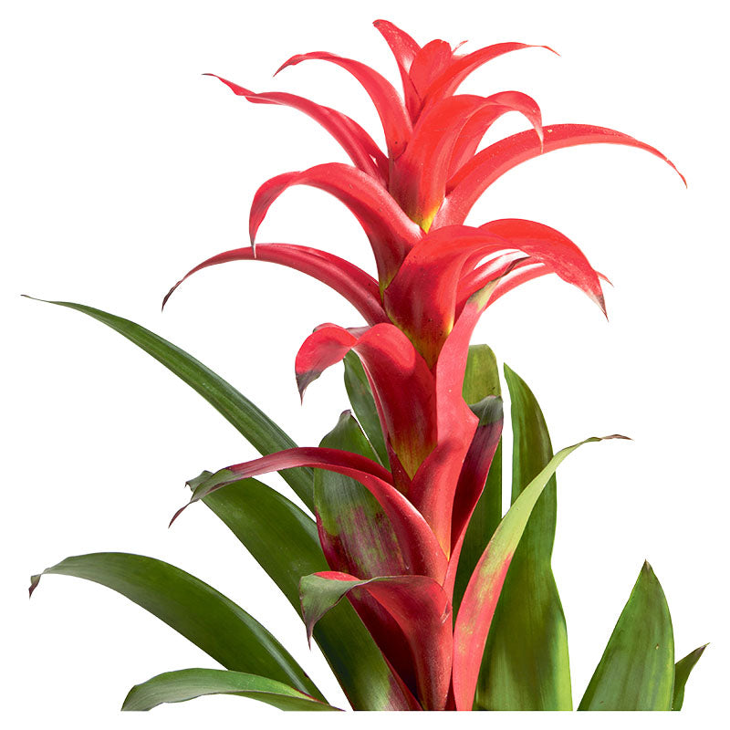 Bromelia grande (Únicamente para retiro en tienda)