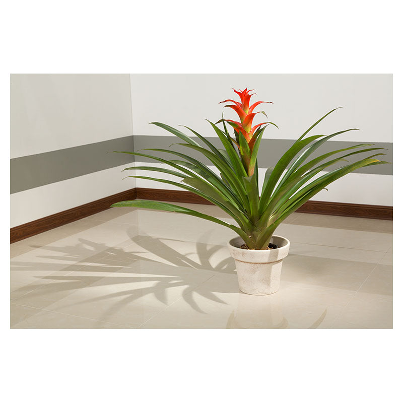 Bromelia grande (Únicamente para retiro en tienda)