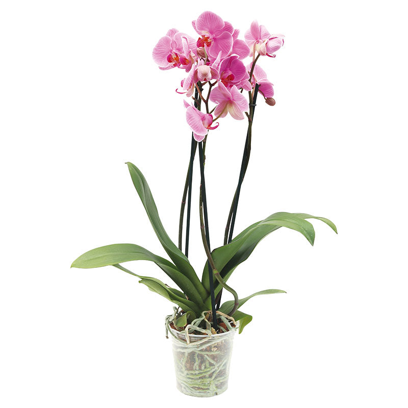 Orquídea Phalaenopsis (Únicamente para retiro en tienda)