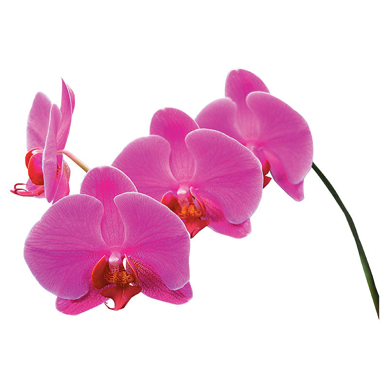 Orquídea Phalaenopsis (Únicamente para retiro en tienda)