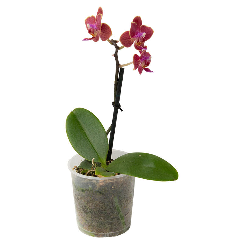 Mini orquídea (Únicamente para retiro en tienda)