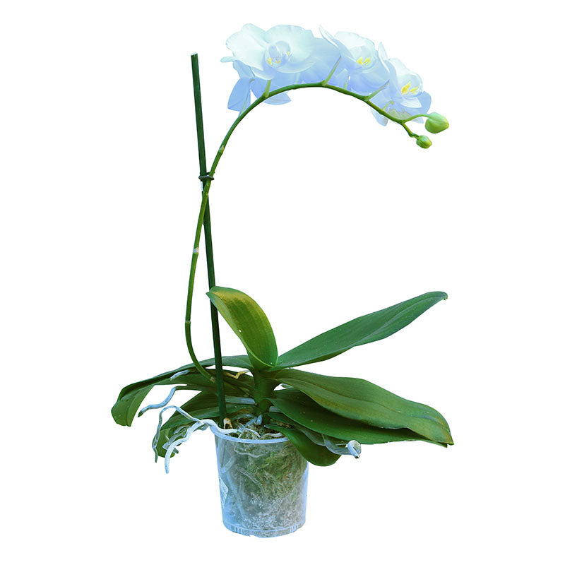 Orquídea multiflora Phalaenopsis (Únicamente para retiro en tienda)