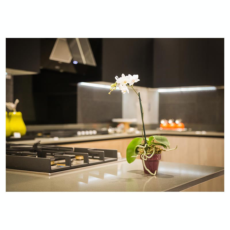 Orquídea multiflora Phalaenopsis (Únicamente para retiro en tienda)