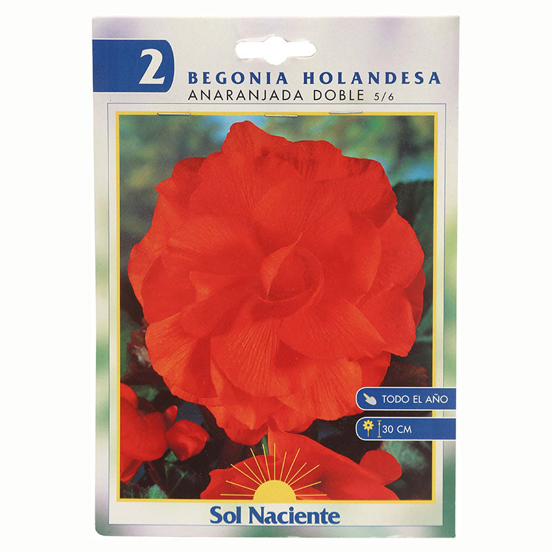 Paquete Begonia 2 bulbos