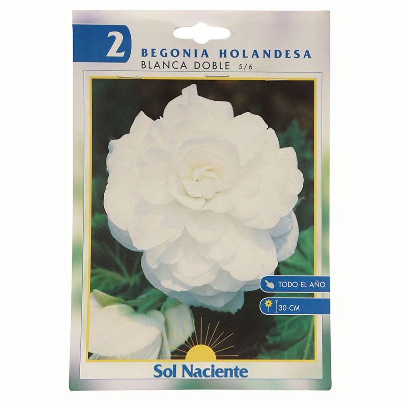 Paquete Begonia 2 bulbos