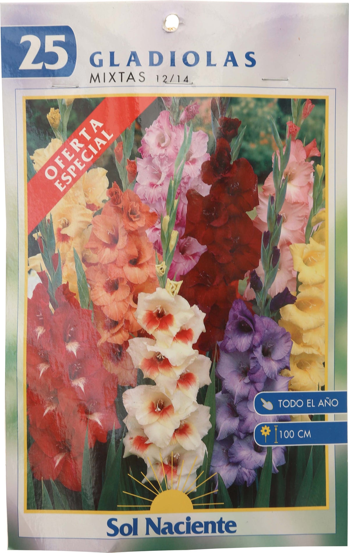 Paquete bulbo Gladiola mixto 25 uds