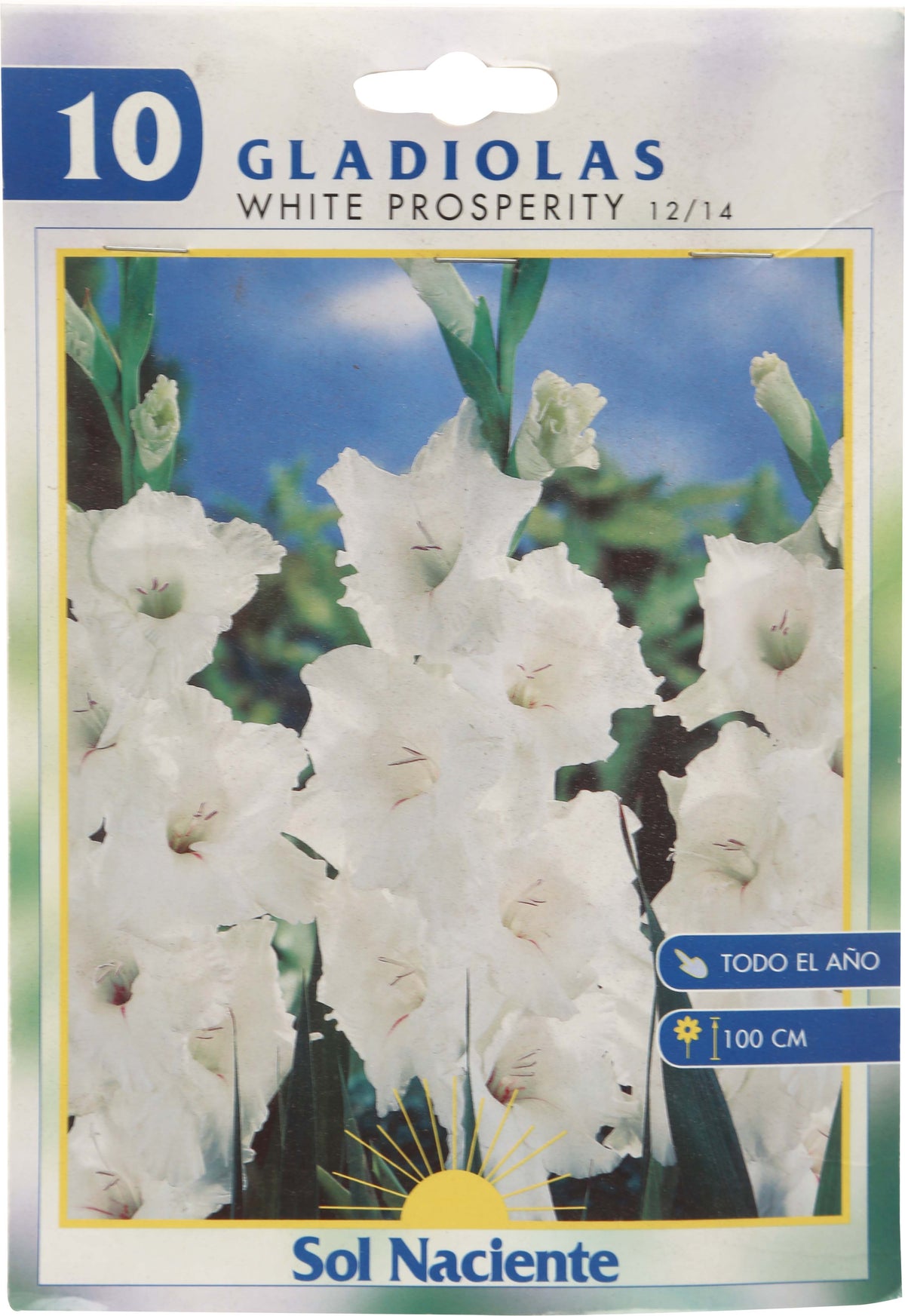 Paquete Gladiola mixta 10 uds