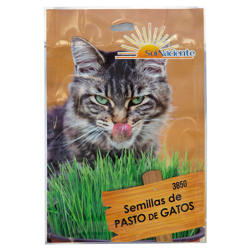 Semilla de pasto para gatos