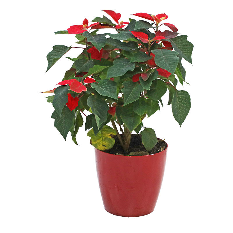 Large poinsettia in San Remo pot (In-store pickup only)