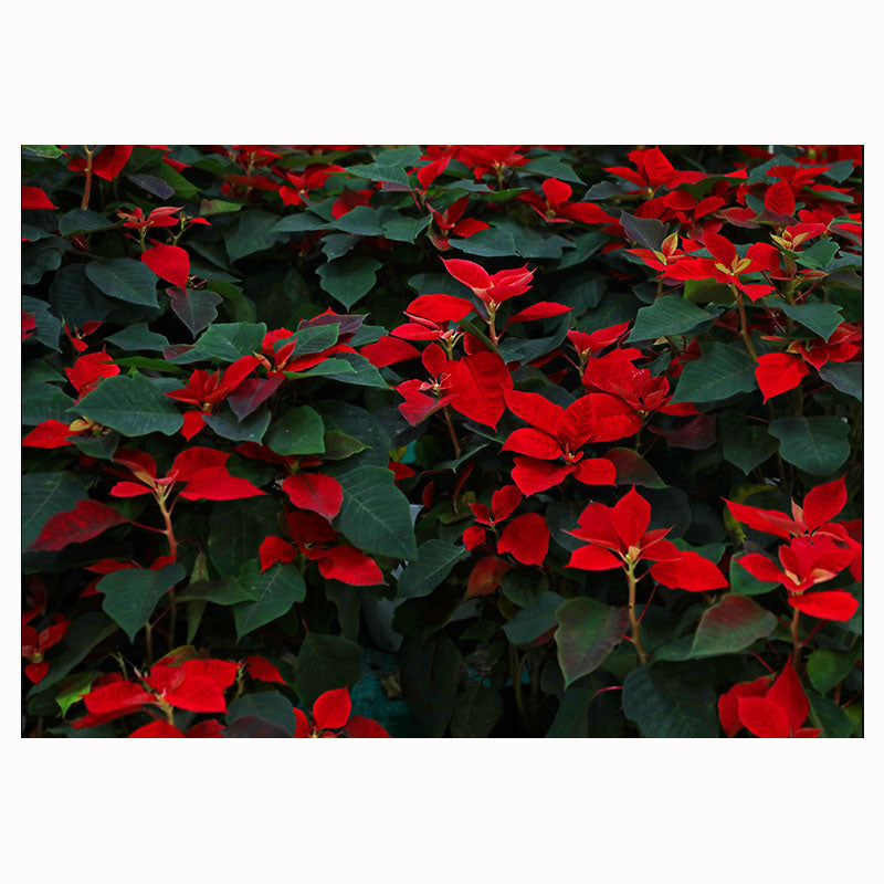 Large poinsettia in San Remo pot (In-store pickup only)