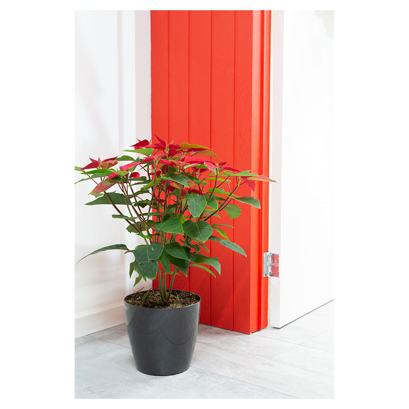 Large poinsettia in San Remo pot (In-store pickup only)