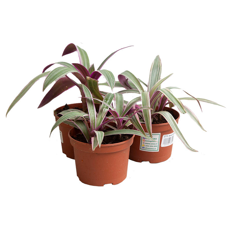 Moisés discolor Rhoeo Spathacea (Únicamente para retiro en tienda)