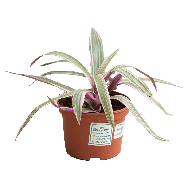 Moisés discolor Rhoeo Spathacea (Únicamente para retiro en tienda)