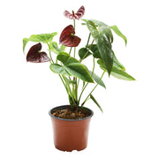 Anthurium plant (In-store pickup only)