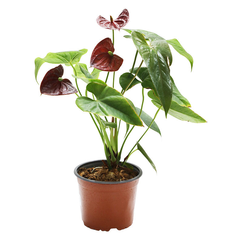 Anthurium plant (In-store pickup only)