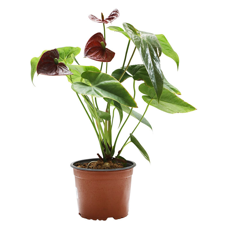 Planta anturio (Únicamente para retiro en tienda)