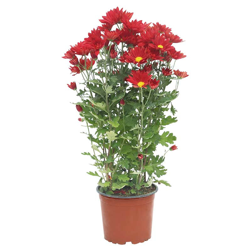 Poma variedad de colores (Únicamente para retiro en tienda)