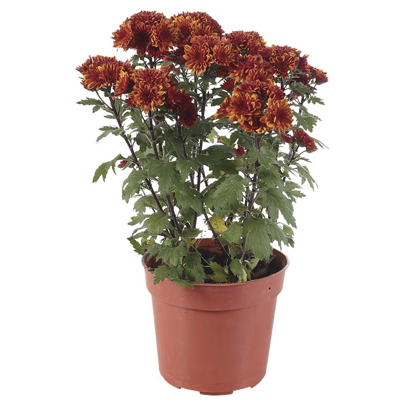 Poma variedad de colores (Únicamente para retiro en tienda)