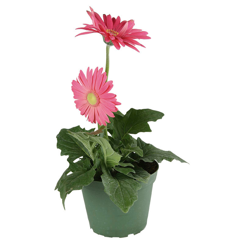 Gerbera (Únicamente para retiro en tienda)
