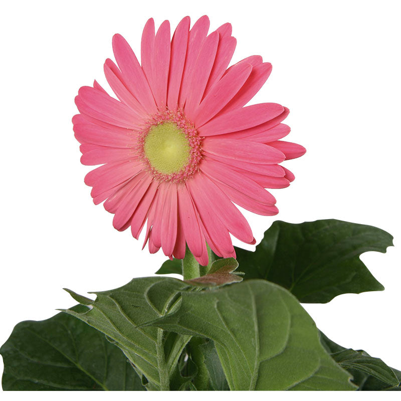 Gerbera (Únicamente para retiro en tienda)