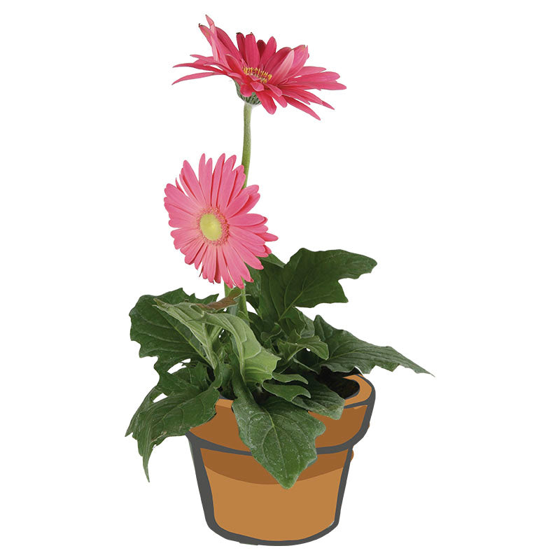 Gerbera (Únicamente para retiro en tienda)