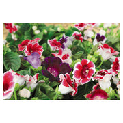 Gloxinia (In-store pickup only)