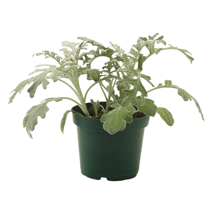 Dusty Miller (In-store pickup only)