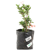 Dwarf Ixora (In-store pickup only)
