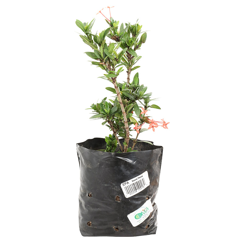 Dwarf Ixora (In-store pickup only)