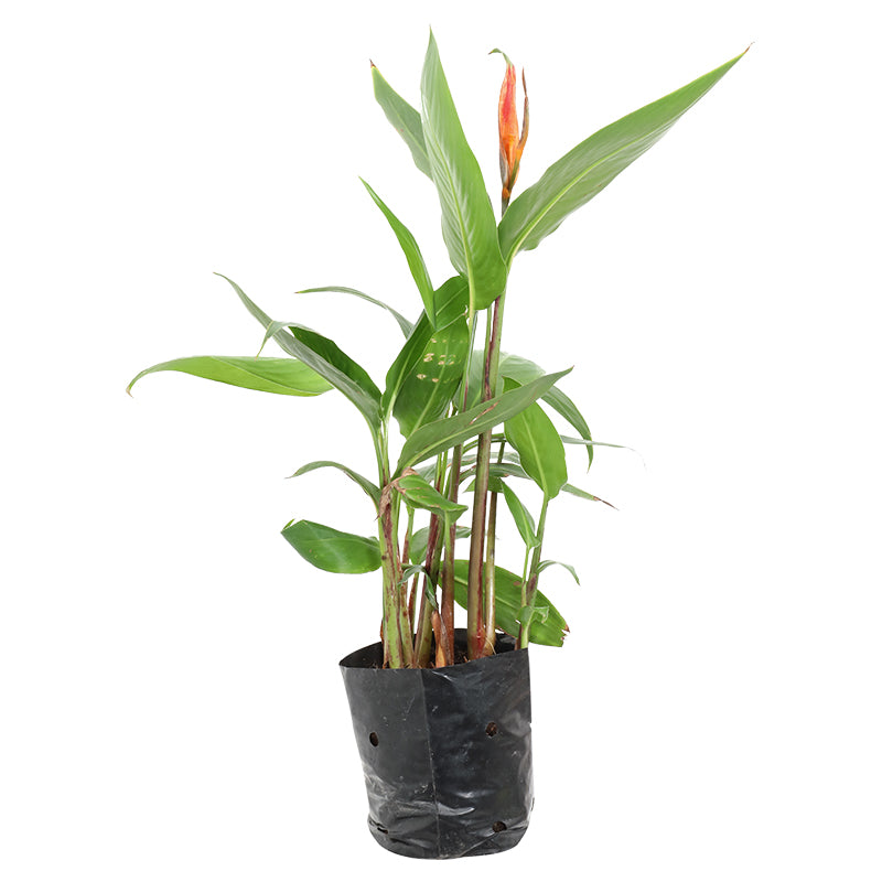 Avecilla (In-store pickup only)