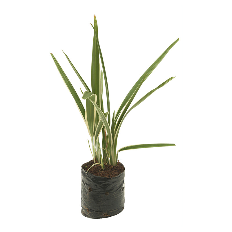 Pincelon (Únicamente para retiro en tienda)