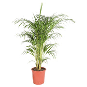 Palmera areca múltiple (Únicamente para retiro en tienda)
