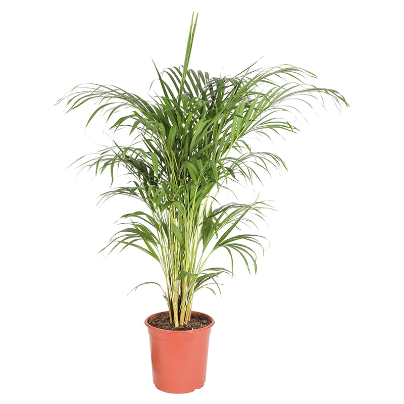 Palmera areca múltiple (Únicamente para retiro en tienda)