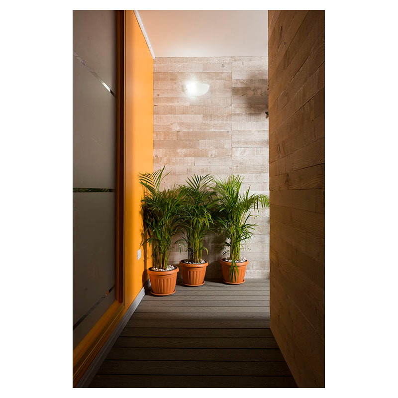 Palmera areca múltiple (Únicamente para retiro en tienda)