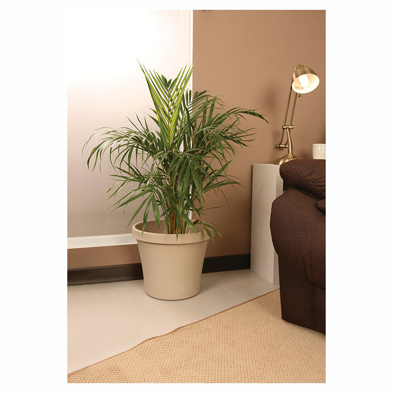 Palmera areca múltiple (Únicamente para retiro en tienda)