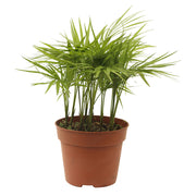 Raffia Palm #15 (Store pickup only)