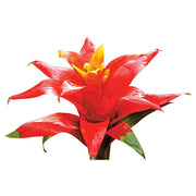 Bromelia mediana (Únicamente para retiro en tienda)
