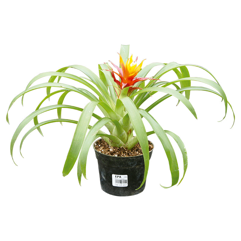 Bromelia pequeña (Únicamente para retiro en tienda)
