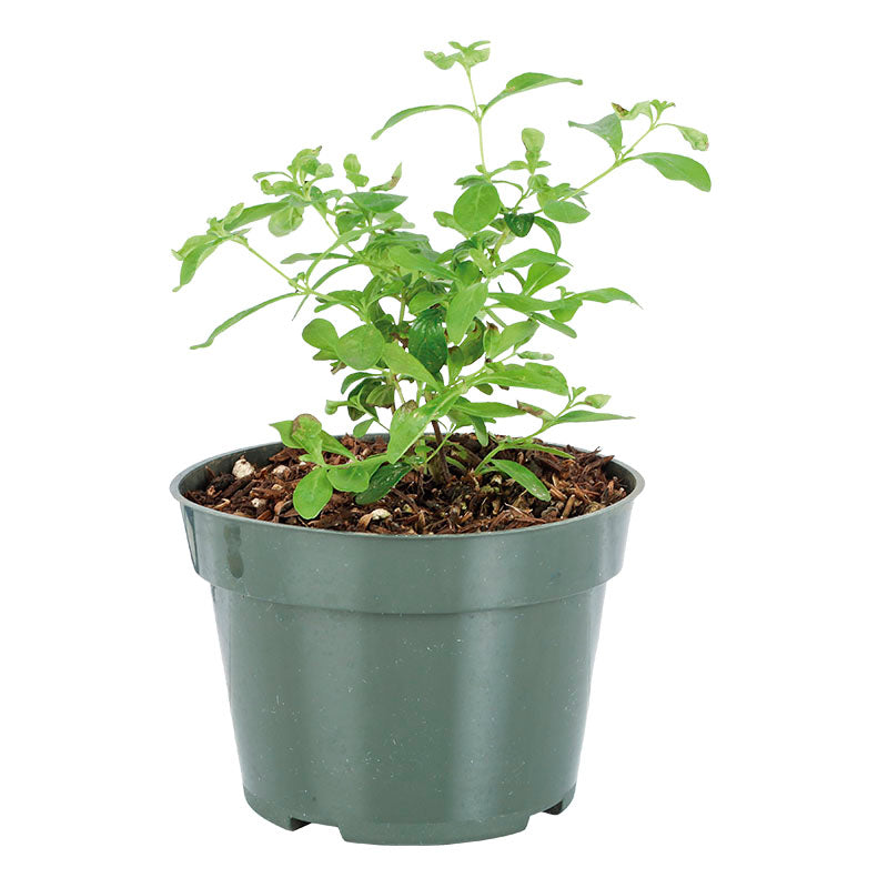 Menta (Únicamente para retiro en tienda)