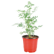 Ruda (Únicamente para retiro en tienda)