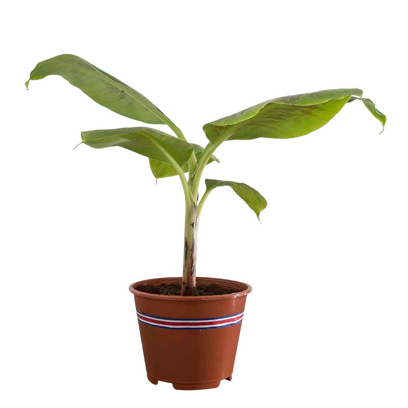 Banano (Únicamente para retiro en tienda)