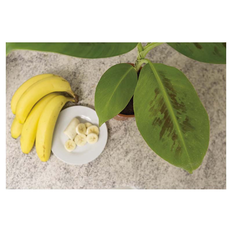 Banano (Únicamente para retiro en tienda)