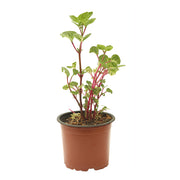 Sanguinaria (Únicamente para retiro en tienda)