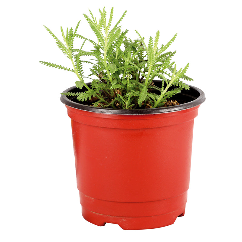 Lavanda (Únicamente para retiro en tienda)