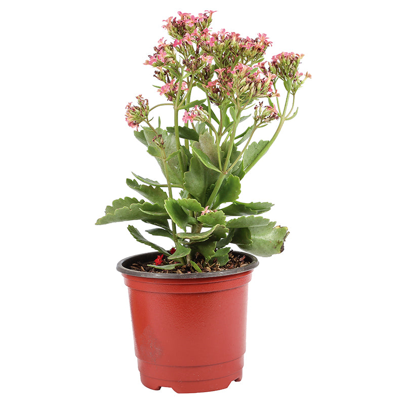 Kalanchoe (In-store pickup only)